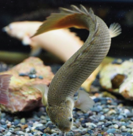Palmas Senegalus (Dragon Fish)