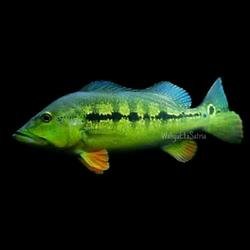 Peackokbass Intermedia