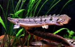 Palmas Delhezi (Barred Bichir)