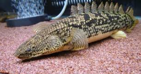 Palmas Endelicheri (Saddled Bichir)